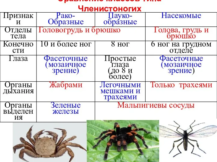 Сравнение классов типа Членистоногих