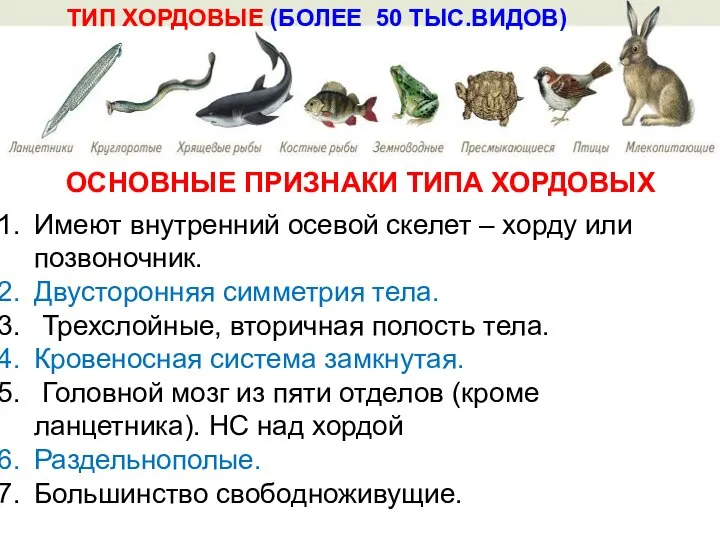 Имеют внутренний осевой скелет – хорду или позвоночник. Двусторонняя симметрия тела.