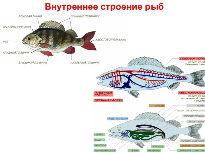 Внутреннее строение рыб