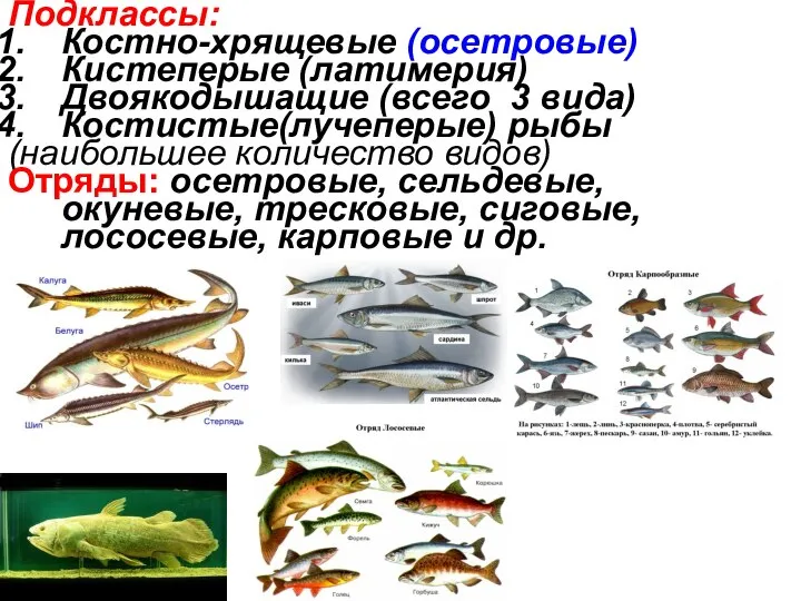 Подклассы: Костно-хрящевые (осетровые) Кистеперые (латимерия) Двоякодышащие (всего 3 вида) Костистые(лучеперые) рыбы