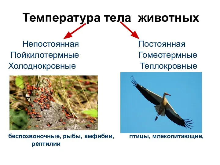 Температура тела животных Непостоянная Постоянная Пойкилотермные Гомеотермные Холоднокровные Теплокровные беспозвоночные, рыбы, амфибии, птицы, млекопитающие, рептилии