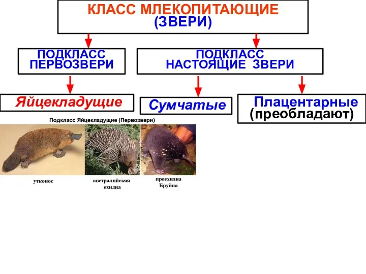 КЛАСС МЛЕКОПИТАЮЩИЕ (ЗВЕРИ) Яйцекладущие Сумчатые Плацентарные (преобладают) ПОДКЛАСС ПЕРВОЗВЕРИ ПОДКЛАСС НАСТОЯЩИЕ ЗВЕРИ