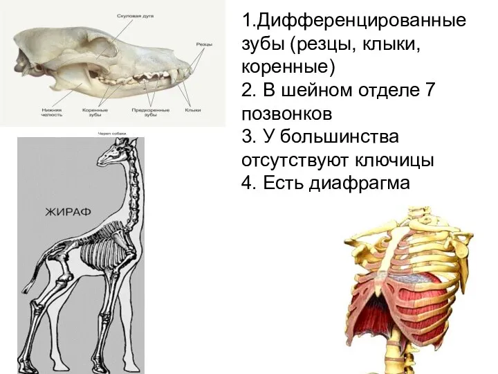 1.Дифференцированные зубы (резцы, клыки, коренные) 2. В шейном отделе 7 позвонков