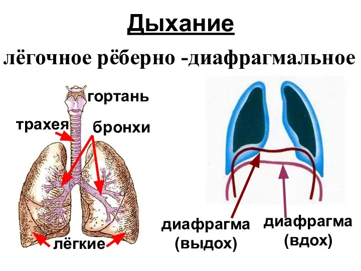 Дыхание лёгочное рёберно -диафрагмальное гортань трахея бронхи лёгкие диафрагма (выдох) диафрагма (вдох)