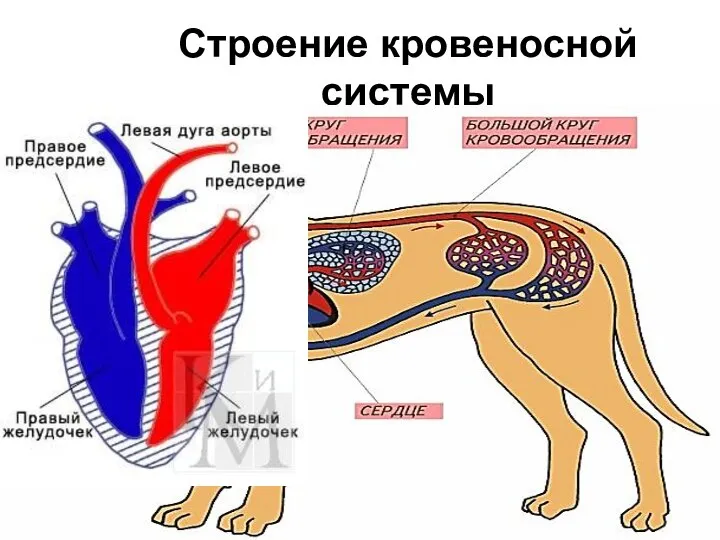 Строение кровеносной системы