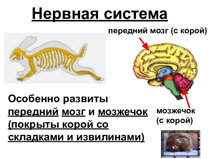 Нервная система Особенно развиты передний мозг и мозжечок (покрыты корой со