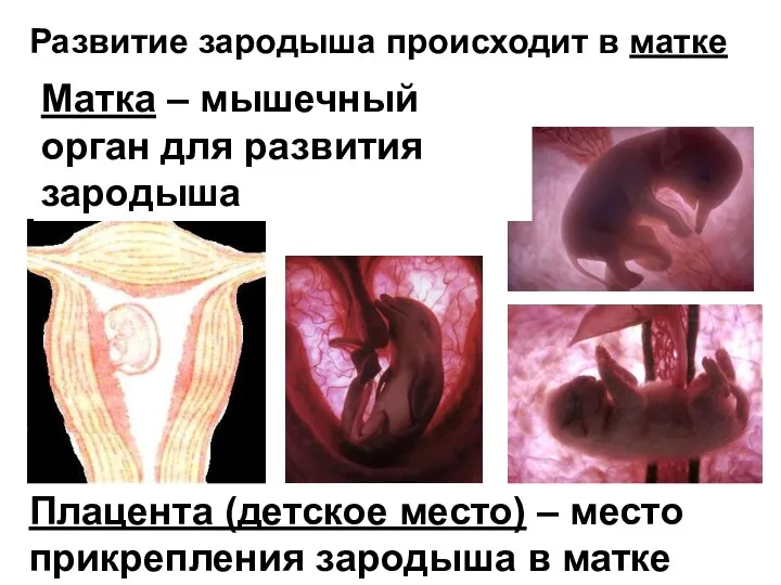 Развитие зародыша происходит в матке Матка – мышечный орган для развития