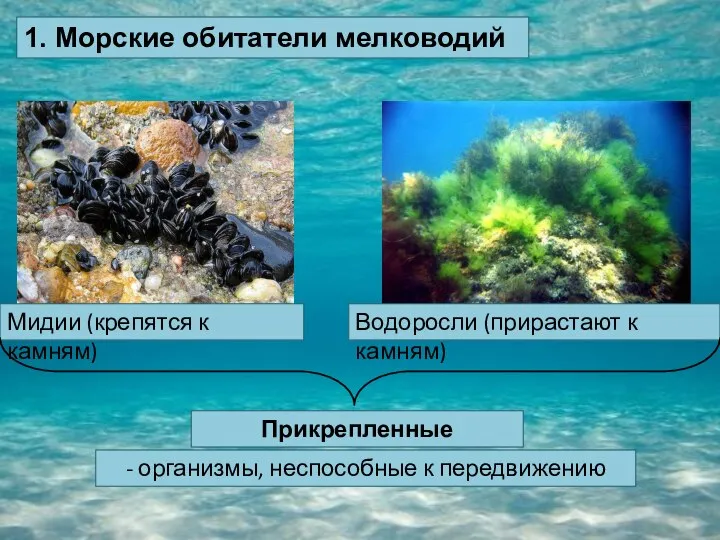 1. Морские обитатели мелководий Мидии (крепятся к камням) Водоросли (прирастают к