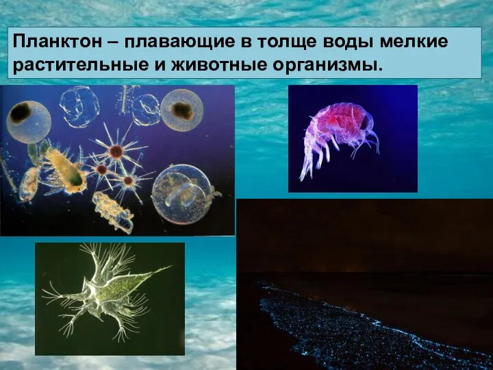 Планктон – плавающие в толще воды мелкие растительные и животные организмы.