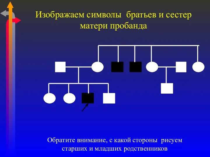 Изображаем символы братьев и сестер матери пробанда Обратите внимание, с какой