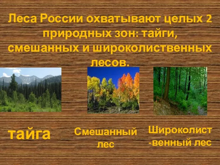 Леса России охватывают целых 2 природных зон: тайги, смешанных и широколиственных