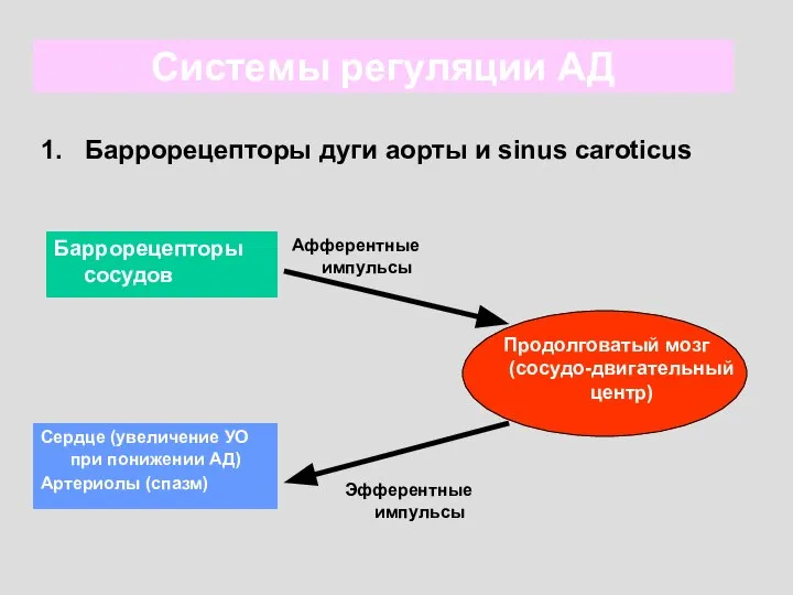 Системы регуляции АД 1. Баррорецепторы дуги аорты и sinus caroticus