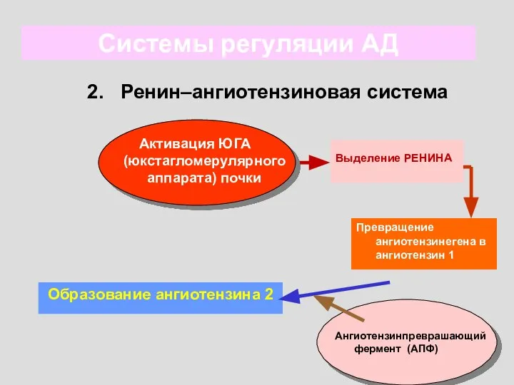 Системы регуляции АД 2. Ренин–ангиотензиновая система Активация ЮГА (юкстагломерулярного аппарата) почки