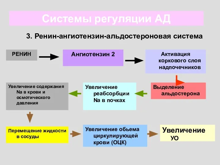 Системы регуляции АД 3. Ренин-ангиотензин-альдостероновая система