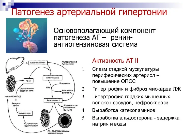 Активность АТ II Спазм гладкой мускулатуры периферических артериол – повышение ОПСС