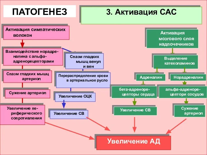 3. Активация САС ПАТОГЕНЕЗ Взаимодействие норадре-налина с альфа-адренорецепторами Спазм гладких мышц