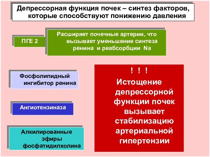 Депрессорная функция почек – синтез факторов, которые способствуют понижению давления ПГЕ