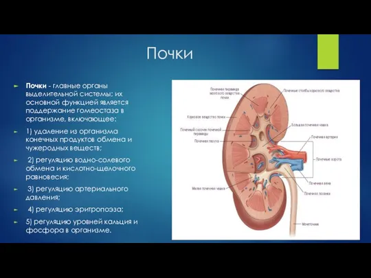 Почки Почки - главные органы выделительной системы; их основной функцией является