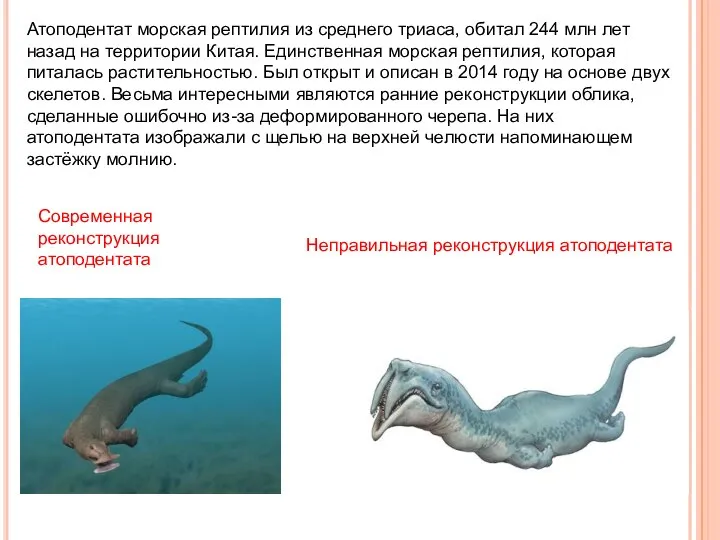 Атоподентат морская рептилия из среднего триаса, обитал 244 млн лет назад