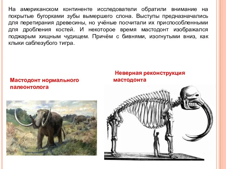 На американском континенте исследователи обратили внимание на покрытые бугорками зубы вымершего