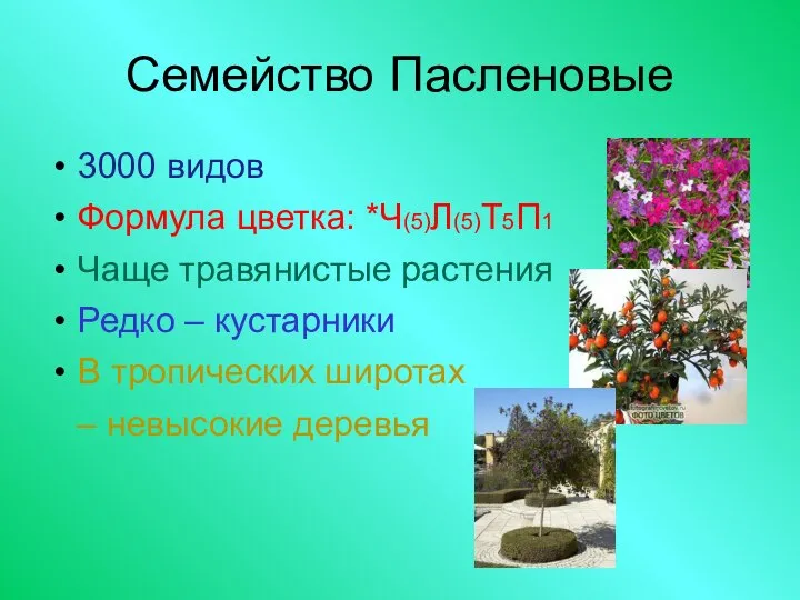 Семейство Пасленовые 3000 видов Формула цветка: *Ч(5)Л(5)Т5П1 Чаще травянистые растения Редко