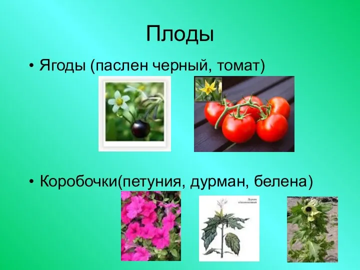 Плоды Ягоды (паслен черный, томат) Коробочки(петуния, дурман, белена)