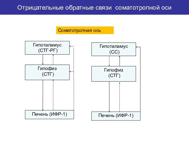 Соматотропная ось Отрицательные обратные связи соматотропной оси