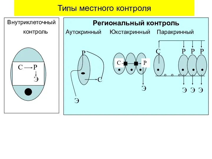 Типы местного контроля Внутриклеточный контроль Региональный контроль Аутокринный Юкстакринный Паракринный С