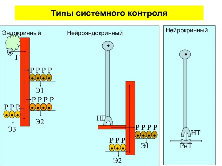 Типы системного контроля Эндокринный Нейроэндокринный Нейрокринный Г Э1 Э3 Э2 НГ