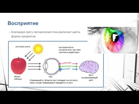 Восприятие Благодаря свету человеческий глаз различает цвета, формы предметов.