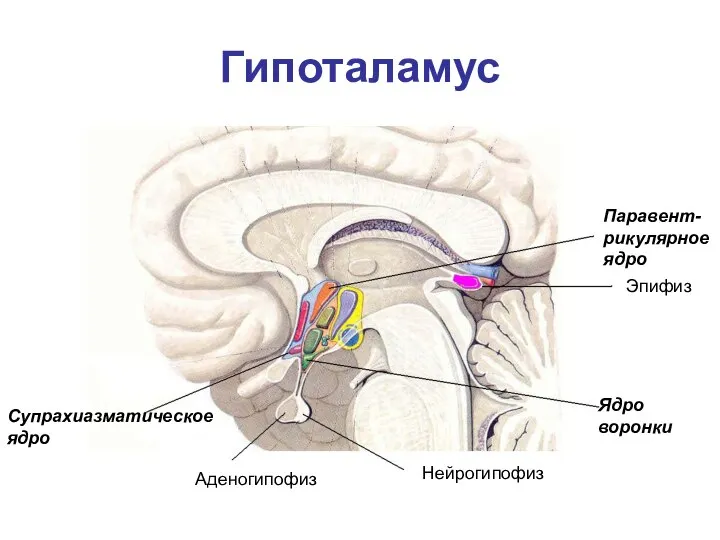 Гипоталамус Эпифиз Паравент-рикулярное ядро Ядро воронки Нейрогипофиз Аденогипофиз Супрахиазматическое ядро