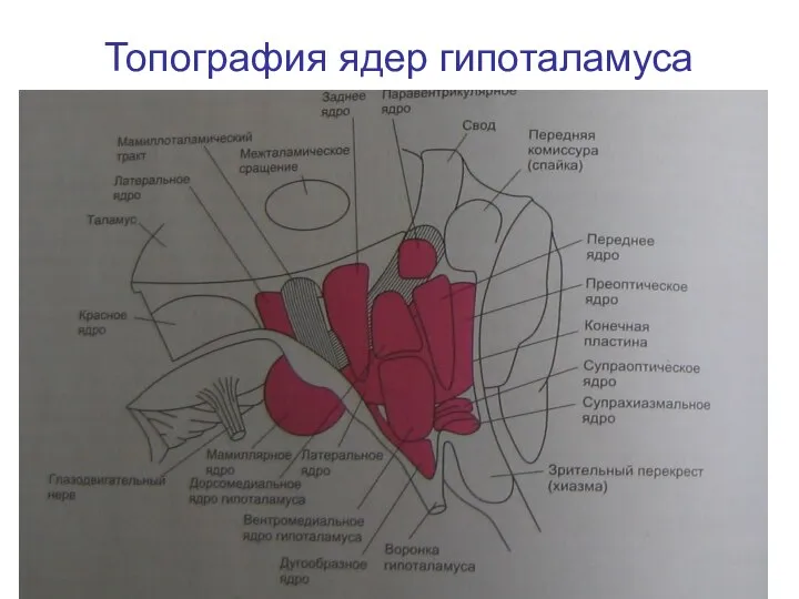 Топография ядер гипоталамуса