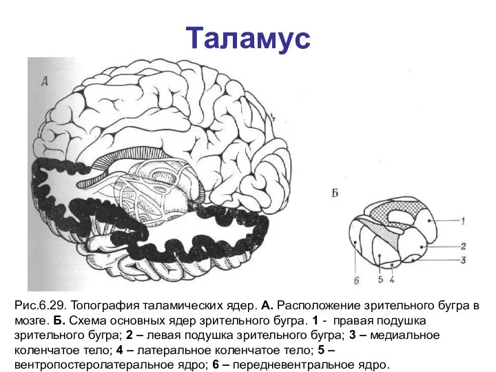 Таламус Рис.6.29. Топография таламических ядер. А. Расположение зрительного бугра в мозге.