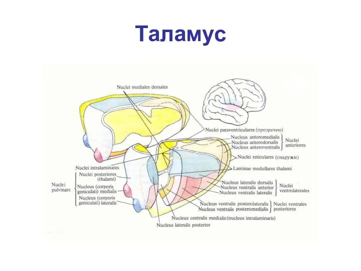 Таламус