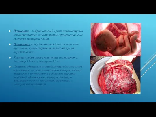 Плацента – эмбриональный орган плацентарных млекопитающих, объединяющим функциональные системы матери и