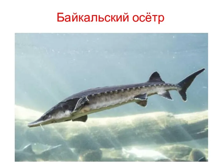 Байкальский осётр