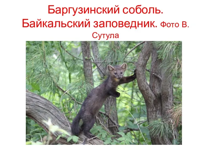 Баргузинский соболь. Байкальский заповедник. Фото В.Сутула