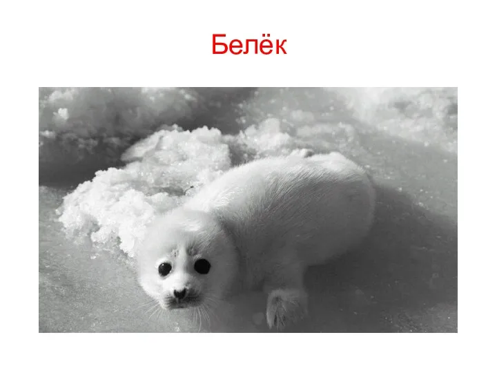 Белёк