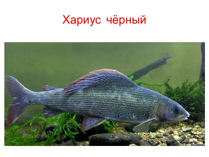 Хариус чёрный