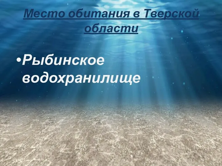 Место обитания в Тверской области Рыбинское водохранилище