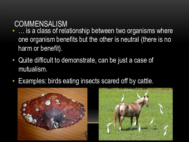 COMMENSALISM … is a class of relationship between two organisms where