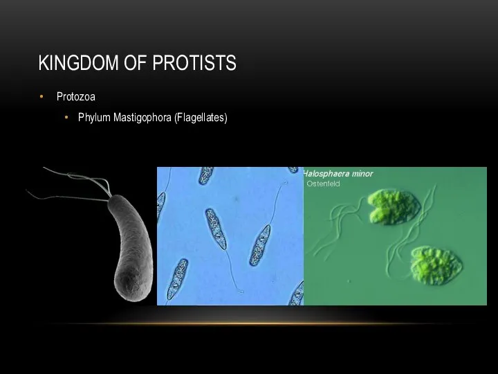 KINGDOM OF PROTISTS Protozoa Phylum Mastigophora (Flagellates)