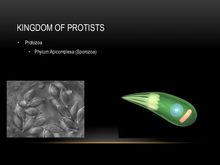 KINGDOM OF PROTISTS Protozoa Phylum Apicomplexa (Sporozoa)