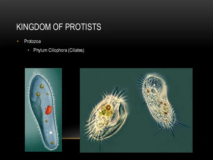 KINGDOM OF PROTISTS Protozoa Phylum Ciliophora (Ciliates)