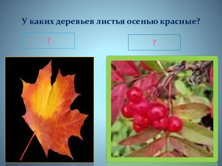 У каких деревьев листья осенью красные? ? ?