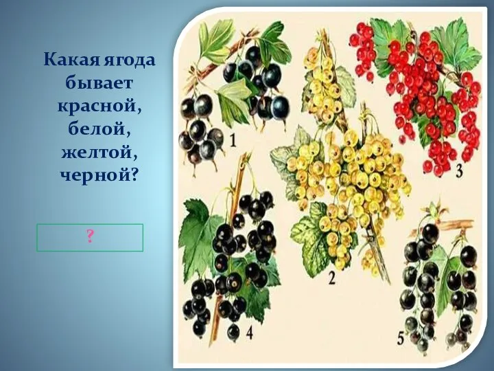 Какая ягода бывает красной, белой, желтой, черной? ?