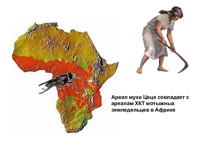 Ареал мухи Цеце совпадает с ареалам ХКТ мотыжных земледельцев в Африке