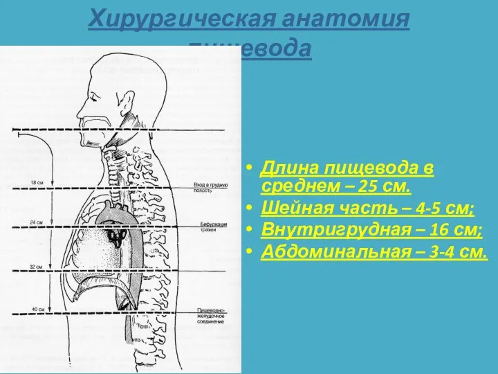 Хирургическая анатомия пищевода Длина пищевода в среднем – 25 см. Шейная