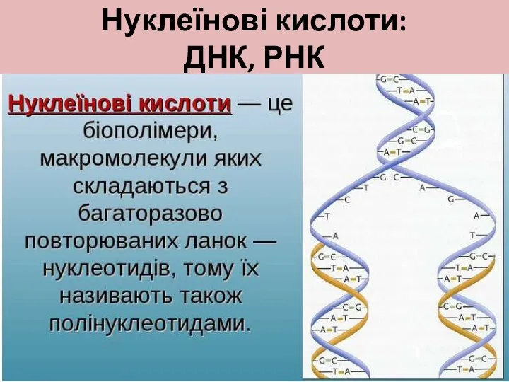 Нуклеїнові кислоти: ДНК, РНК