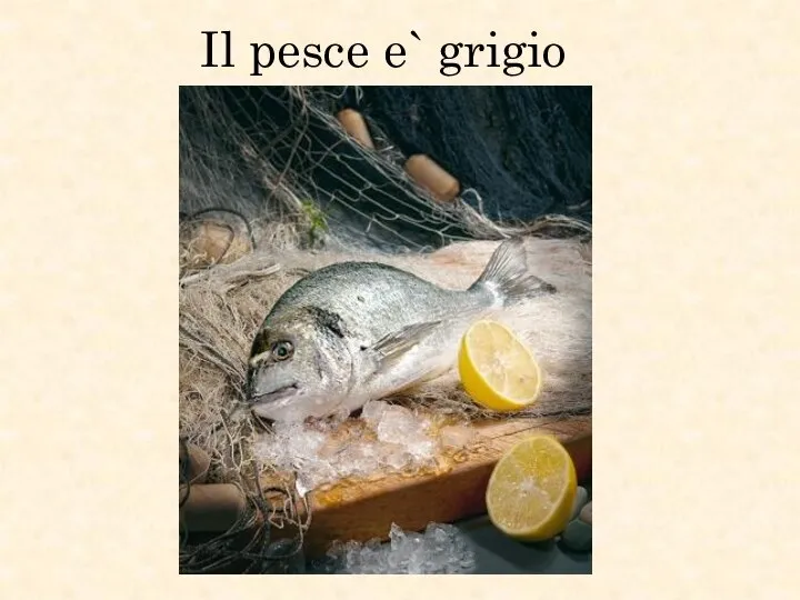 Il pesce e` grigio